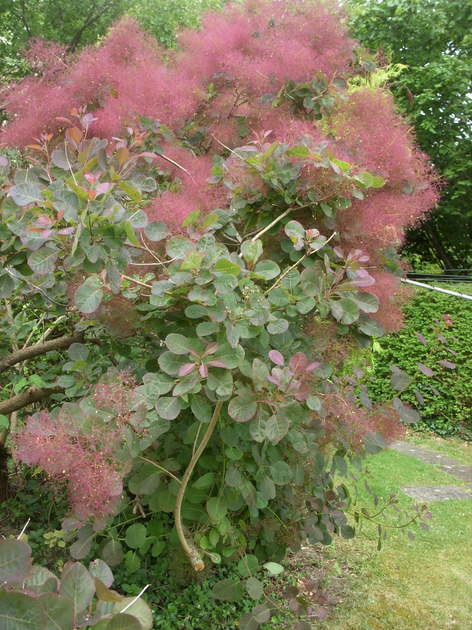 HTAG gardens 2015 012